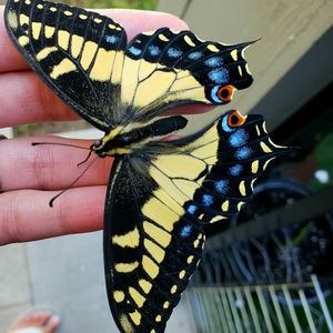 Meet your Posher, Kat